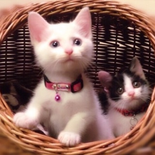 トライアル中につき募集一時停止中♡雪ちゃん&空君