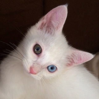 オッドアイ美猫