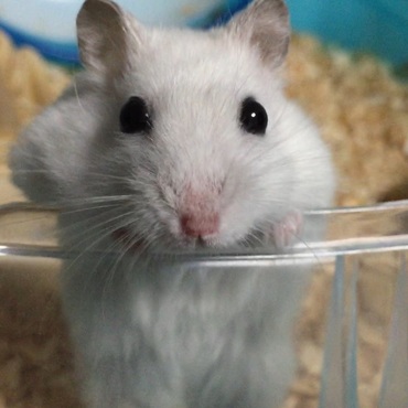 あざとかわいいれんくん