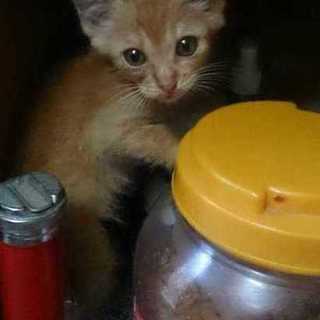 ちゃとら　男の子　約１．５ヶ月