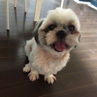 「ノボ」慣れると人懐こくて甘えん坊