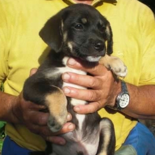 仔犬ちゃんの里親様募集