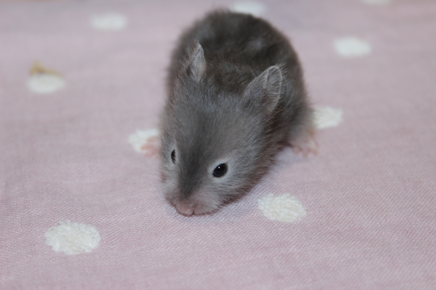 7月12日生まれのセーブルの男の子 サムネイル2