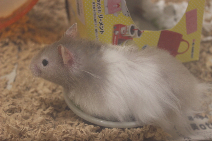 7月12日生まれのセーブルの男の子 サムネイル3