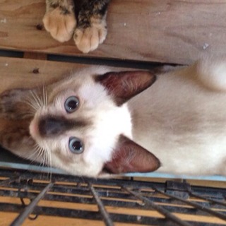 シャム風２ヶ月男子☆仲良し子猫も同時募集