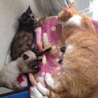 シャム風２ヶ月男子☆仲良し子猫も同時募集 サムネイル4