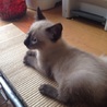 シャム風２ヶ月男子☆仲良し子猫も同時募集 サムネイル5