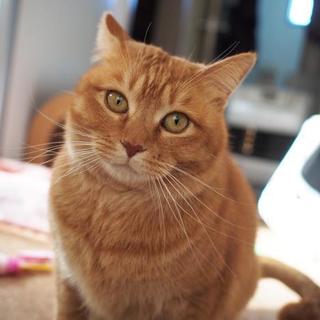 福島っ子杏ちゃん