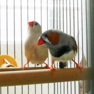 キンカ鳥2羽（父1、子メス1）