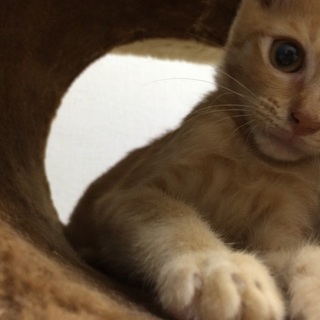 最後まで責任を持って家族になってくれる方