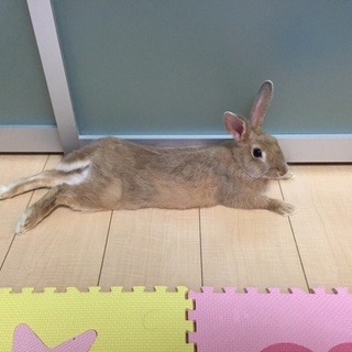 ミニウサギの里親募集
