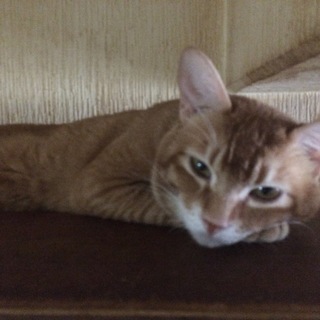 ドアノブに飛びついて開ける猫