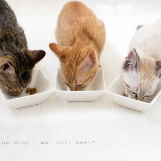 三色しましまーず☆家族募集中