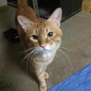 抱っこをすると暫くはじっとしてる猫