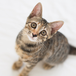 くっ付き虫の甘えん坊むぎわらむーちゃん☆家族募集中