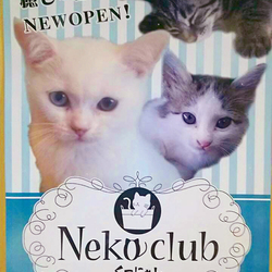 癒しの猫スペースできました。