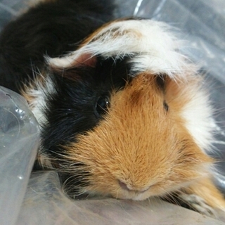 《交渉中》保護モル『マロン』　里親さま募集