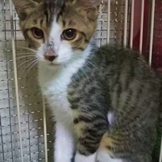 健康チェック済＊3ヶ月＊キジ白のコタロウ君 