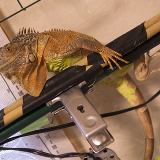 超元気!!レッドイグアナ　1歳　80cm　里親募集