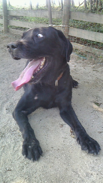 性格バツグンな黒ラブ タ 福岡県 犬の里親募集 ペットのおうち 月間利用者150万人