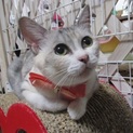 パステルカラーの「白華・（はっか）」ちゃん♥ですぅ