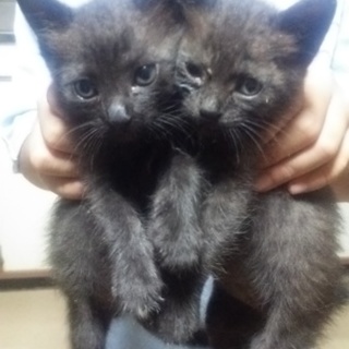 里親募集してます