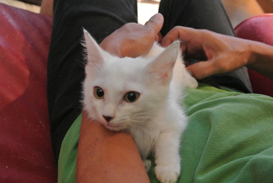 超かわいい３兄妹、白猫・柴くん、医療行為済 サムネイル2