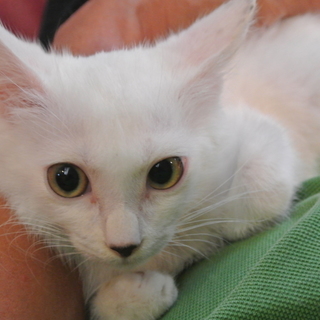 超かわいい３兄妹、白猫・柴くん、医療行為済