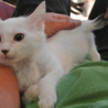 超かわいい３兄妹、白猫・柴くん、医療行為済 サムネイル3