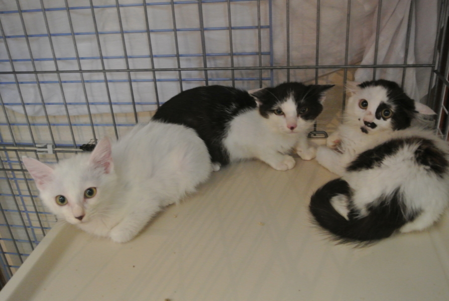 超かわいい３兄妹、白猫・柴くん、医療行為済 サムネイル7