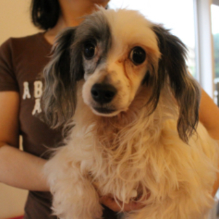 チャイニーズクレステッド６歳のおっとり女の子