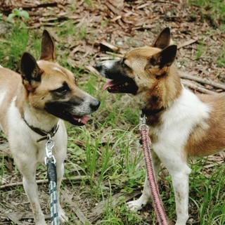 シェパード系雑種男の子、女の子
