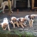 保護した犬が生んだ仔犬達