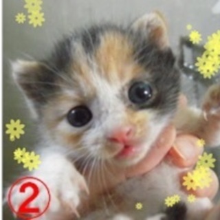 三毛ちゃん(ゴミステーションに棄てられました！)