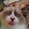 ♪ラグ＆シャム風子猫　メチャ活発ぴーすけ=^_^= サムネイル4