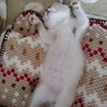 ♪ラグ＆シャム風子猫　メチャ活発ぴーすけ=^_^= サムネイル7