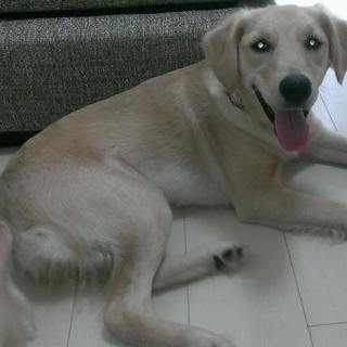 ゴールデンレトリバー9ヵ月女の子