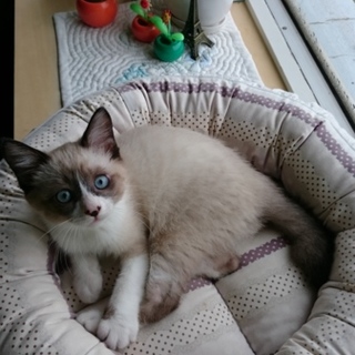 ♪ラグ＆シャム風子猫　メチャ活発ぴーすけ=^_^=