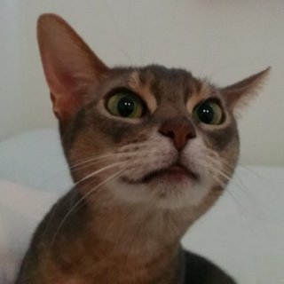 アビシニアン　血統書付き　8歳　メス　避妊手術済み