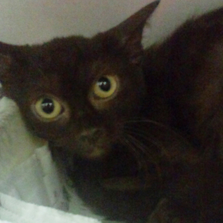 有り難うございました。