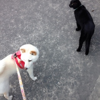 【大至急】穏やかな成猫、虚勢済、外飼OK