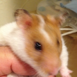 東北一円の方でゴールデンハムスター里親募集