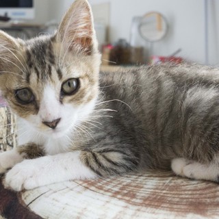 将来美人はお墨付き!?おてんば子猫のちびにゃん