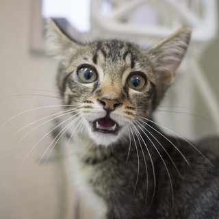 里親さんが決まりました。ありがとうございました！