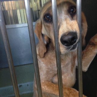 猟犬ちゃん、穏やかな子です！