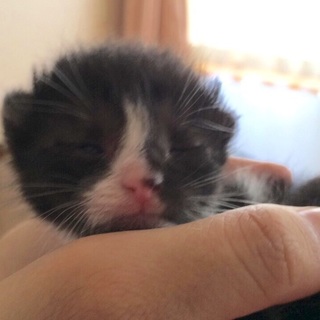 子猫の里親さんを募集しています