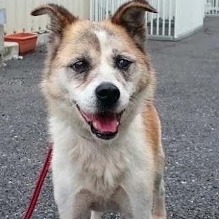 たれ耳が可愛いこなつちゃん♪