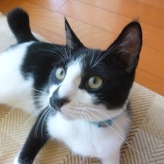 元気いっぱいの３か月の子猫（♂）