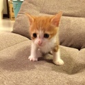 生後約一ヶ月の子猫の里親様を募集します。