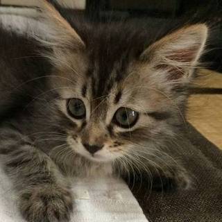 ふわふわ子猫　そわちゃん